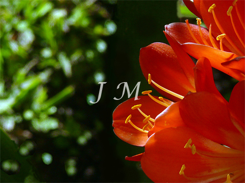 Flor 2