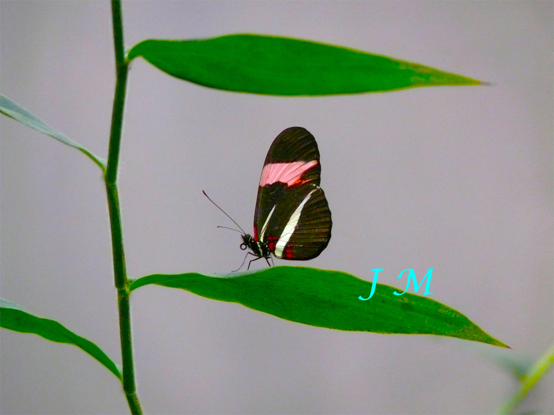Mariposa 1