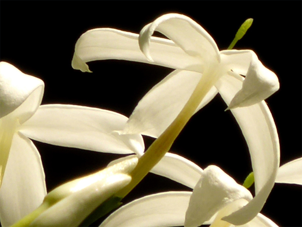 Flor 3